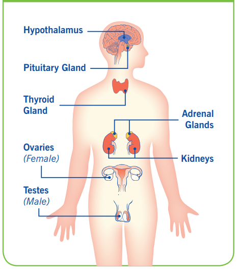 Multiple Pituitary Hormone Deficiency (MPHD)