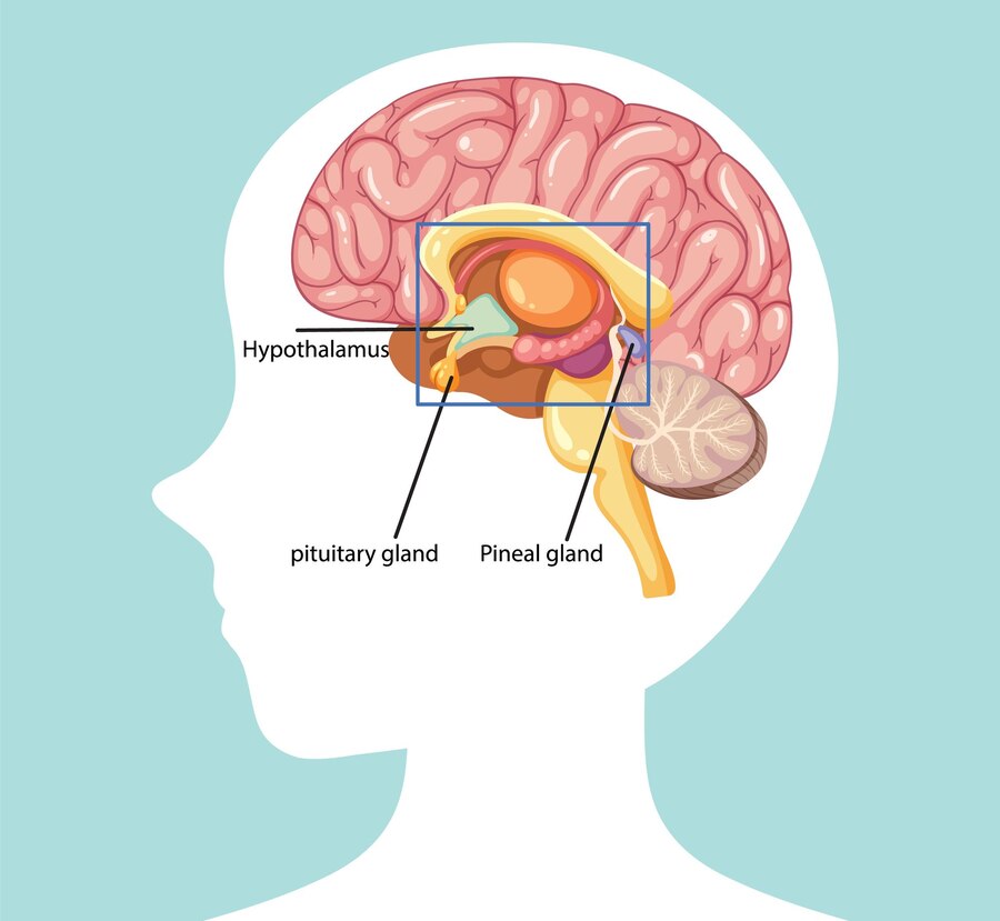 Pituitary Gland Dysfunction